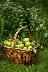Ripe apples in a basket in the garden on a summer day. Harvesting, agriculture