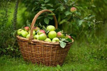 Ripe apples in a basket in the garden on a summer day. Harvesting, agriculture