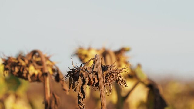 The European bee-eater flying from a dry sunflower, Merops apiaster