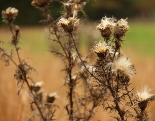 Thistles in Fall