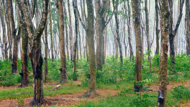 Asia, Malaysia, Langkawi Island, Pulau Langkawi, Ruber tree plantation