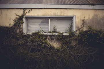 An old window in a weathered house with creeping vines