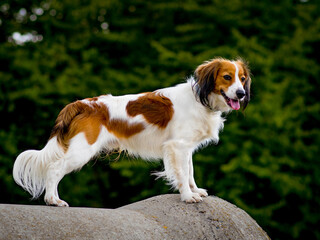 A small spaniel-type breed of dog Kooikerhondje on a rock