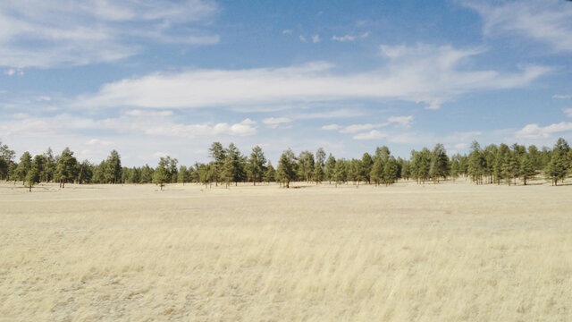 Pine Trees and Grasslands