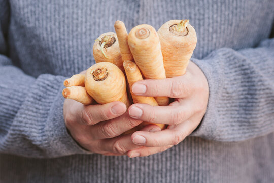 Man wearing a sweater holding parsnips in his hands