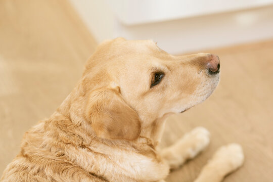 Yellow Labrador retriever lying on the floor, looking at something and waiting for action