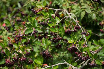 Aronia berries (Aronia melanocarpa, Black Chokeberry) growing in the garden. Branch filled with aronia berries on a sunny day. Selective focus