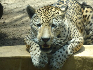 Obraz premium leopard