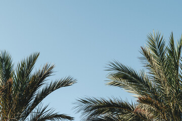 Obraz na płótnie Canvas blue sky with palm trees