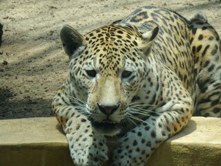 Fototapeta na wymiar leopard