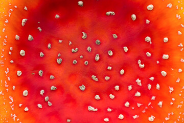 Top view of red Amanita hat as background texture. Ideas, concepts, natural background.