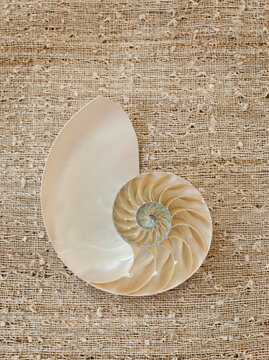 Natilus Shell