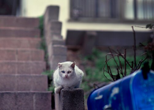Scruffy white cat with blue and green eyes on brick wall