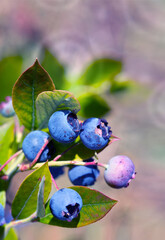 Blueberry twig in a garden in summer time.
