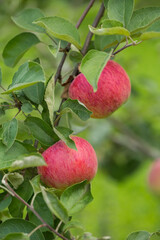 Apples ripen on an apple tree on a summer day. Close-up, selective focus.