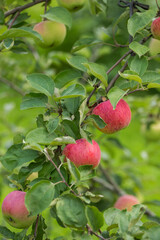 Apples ripen on an apple tree on a summer day. Close-up, selective focus.