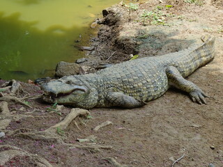 alligator in the everglades