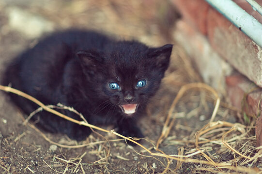 Angry feral black kitten with bright blue eyes