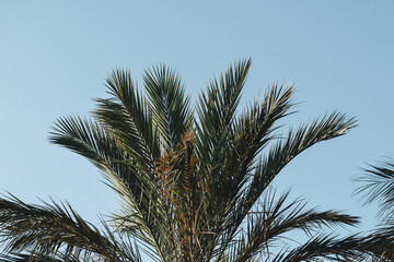 Obraz na płótnie Canvas blue sky with palm tree