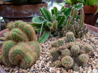 cactus in the garden