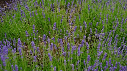 Naklejka premium flower, nature, field, lavender, plant, purple, green, summer, grass, garden, flowers, spring, meadow, herb, flora, violet, beauty, blossom, floral, natural, bloom, aromatherapy, medicine, blooming, p