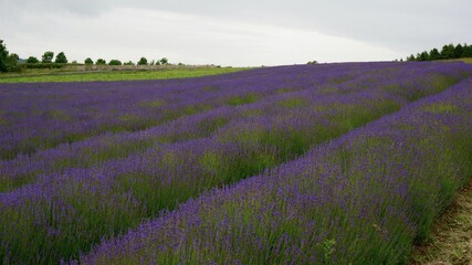 Obraz premium field, landscape, lavender, flower, sky, meadow, purple, grass, flowers, green, countryside, agriculture, plant, farm, blue, spring, rural, color, natural, blossom, , clouds, snowshill, cotswold , 