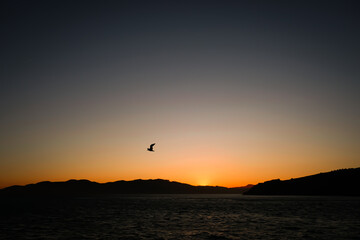 Bird on the horizon