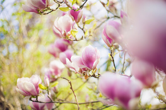 Magnolia