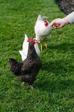 A man hand feeding chickens in a garden