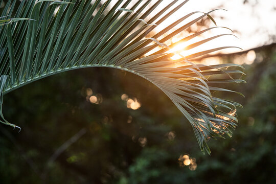 palm tree in sunset