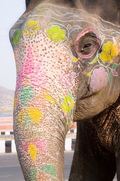 India, Rajasthan, Jaipur, colourfully decorated elephant at Amber Fort