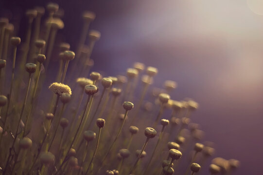Button flower buds lean into purple and yellow light