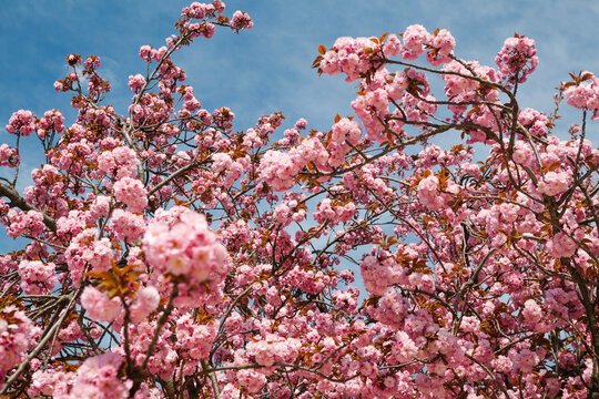 Cherry blossoms