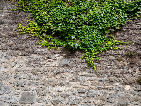 ivy on the wall