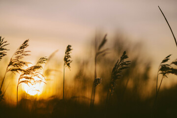 Tall grass by the sea at sunset in Norfolk, England