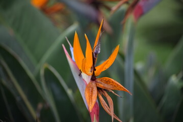 orange flower in nature