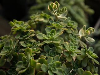 Natural texture. Exotic succulents. Closeup view of an Aeonium haworthii, also known as Pinwheel, beautiful green rosettes and leaves.