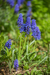Blue flowers, muscari bellflower, clear spring day. Selective soft focus, blurred background.