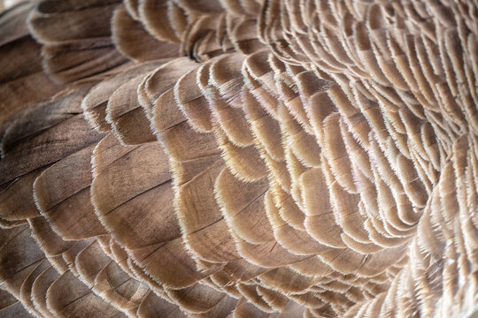 Canadian goose feather texture.Close up.Copy space