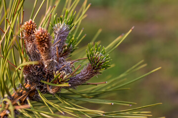 Pine branch. Macro photography of pine branches.