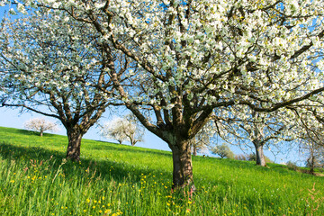 Blossoming cherry trees in spring on green field
