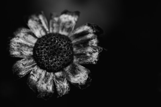 dried flowers outside in the winter
