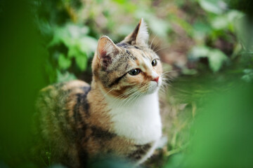 Tabby cat sits amongst leaves in garden and looks straight at something