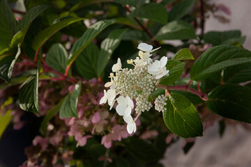 Hydrangea Flower native to China