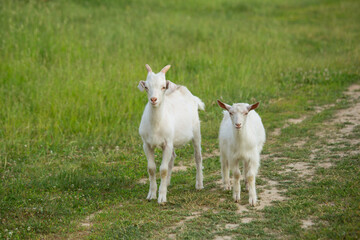 White goats graze on a country road on a summer day.