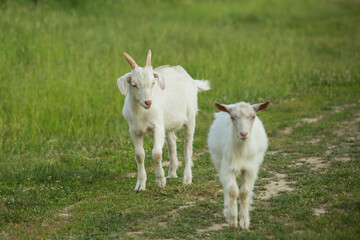 White goats graze on a country road on a summer day.