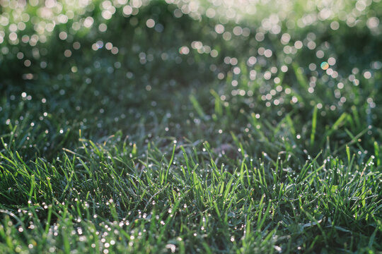 Grass with dew and bokeh.