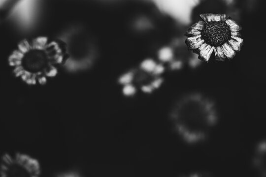 dried flowers outside in the winter