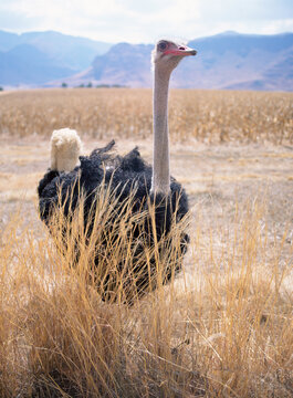 Inquisitive Ostrich. South Africa.