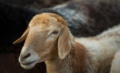 Portrait of a sheep on a farm close-up. Agriculture, livestock.